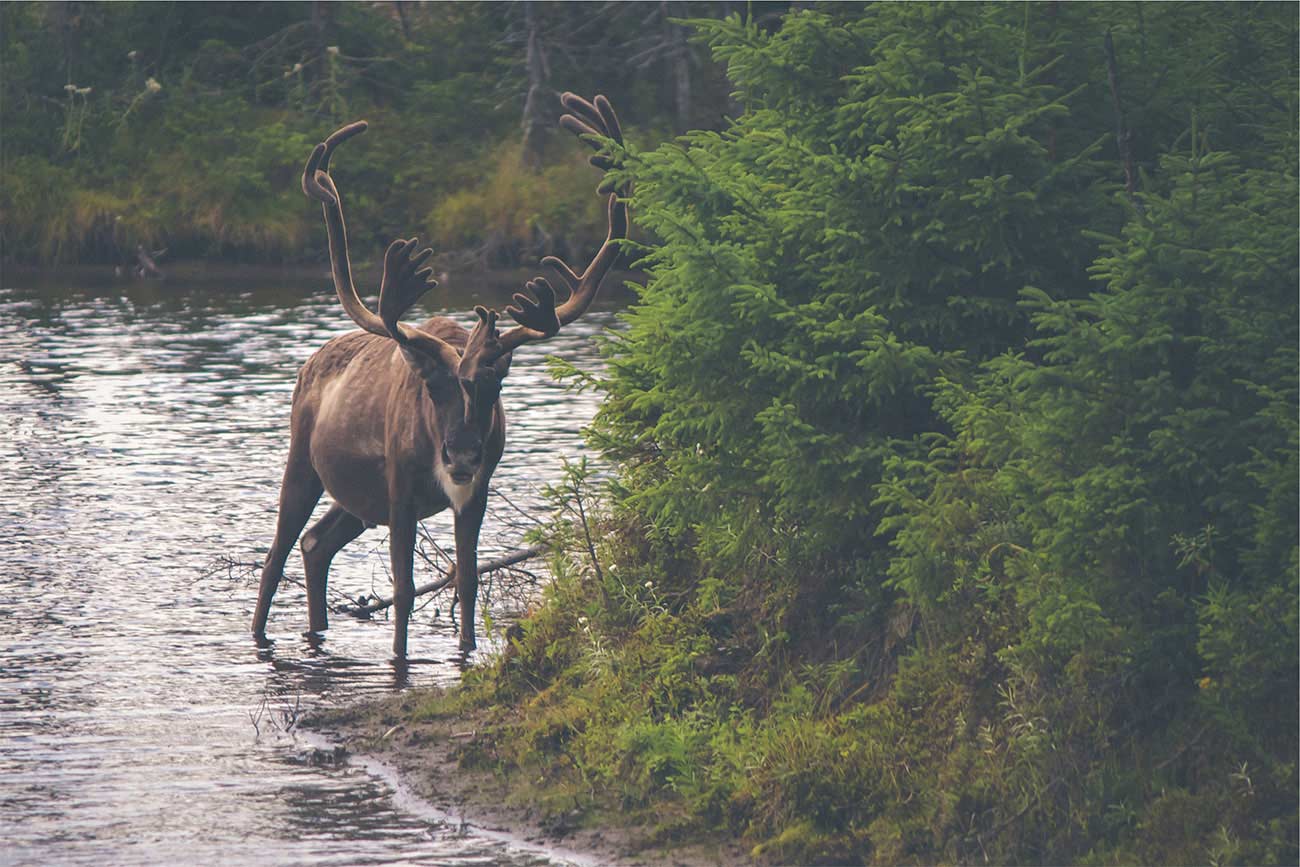 Moose by a lake